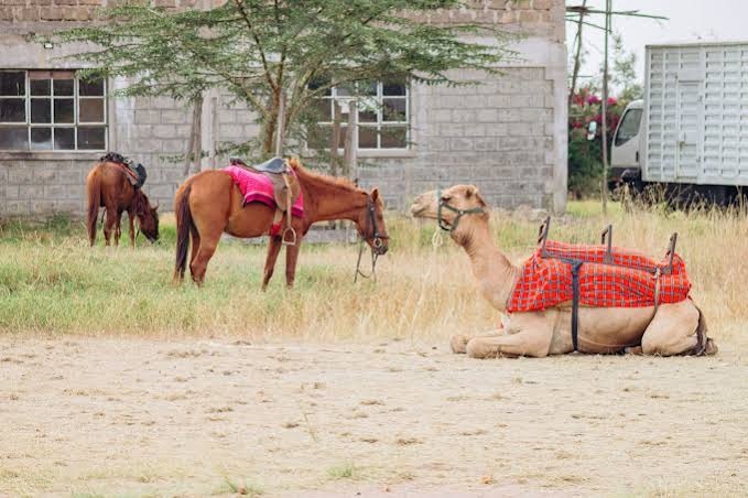 Camel Riding Experience for Hire for a kids birthday party in Nairobi