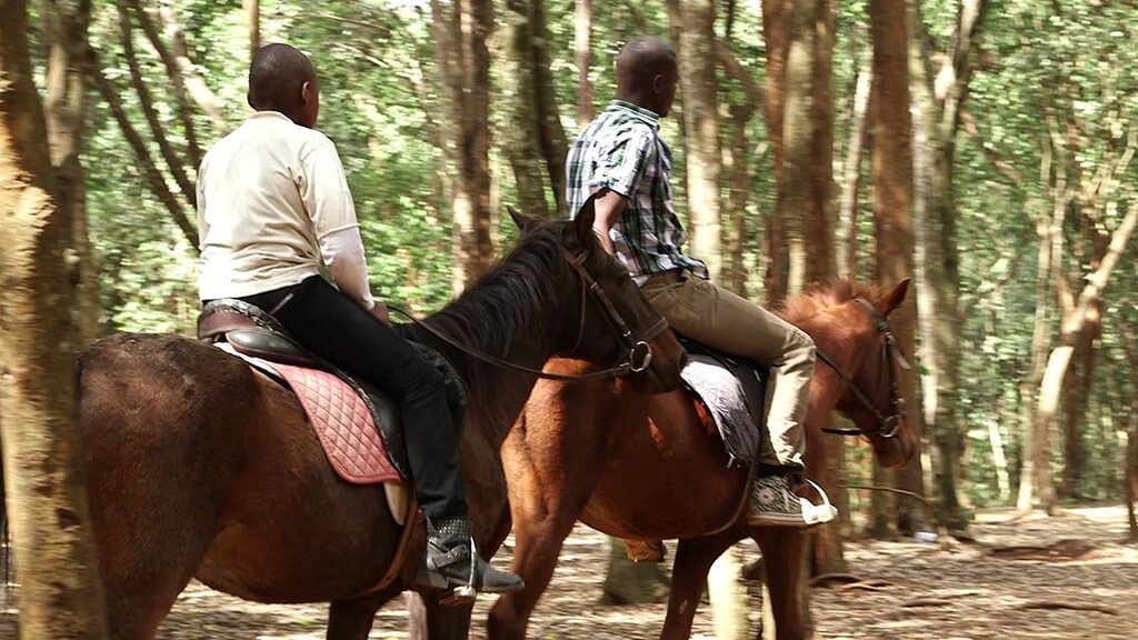 Horse Riding Experience for Hire for a kids birthday party in Nairobi